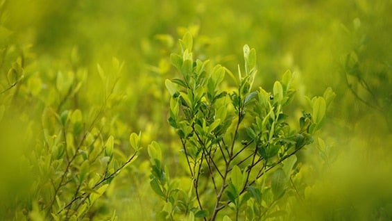 Cultivos de coca en una zona rural de Toribío, departamento de Cauca. Foto: AFP.