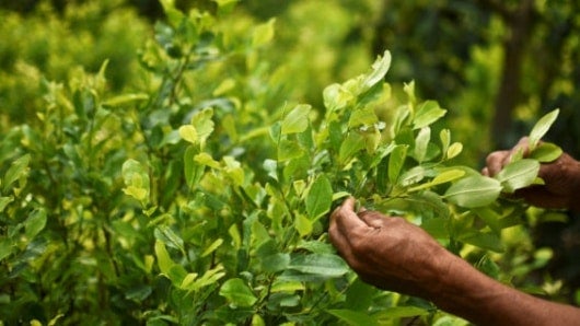 Tumaco es el municipio con más cultuvos ilícitos en el país. AFP