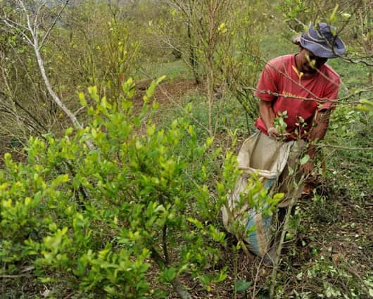 El cultivo de coca pasó de 64.000 a 48.000 hectáreas. Foto: AFP