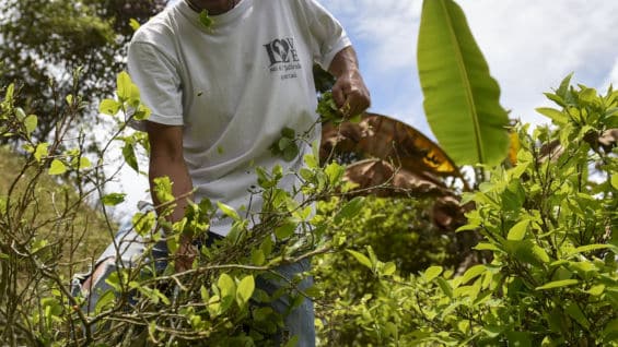 Erradicación manual de cultivos de coca. Foto: AFP