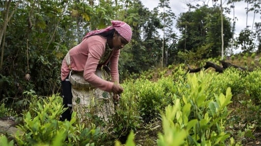 Cultivo de coca en Norte de Santander. Foto: AFP