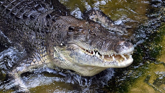 Los cocodrilos se desplazan hasta 50 kilómetros diariamente y lo hacen durante una o dos semanas. AFP