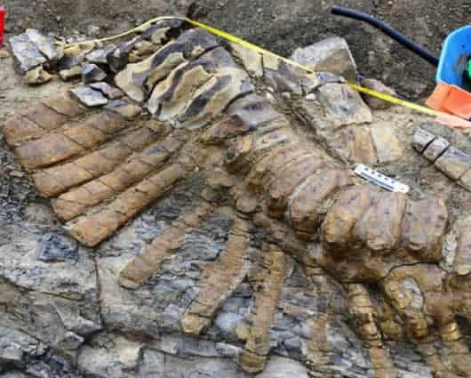 El esqueleto de la cola se encontraba bajo una roca sedimentada. Foto:AFP