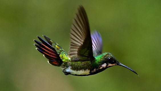 "Este sistema les permite exprimir el néctar de sus lenguas", dijo el docente Gary Stiles.