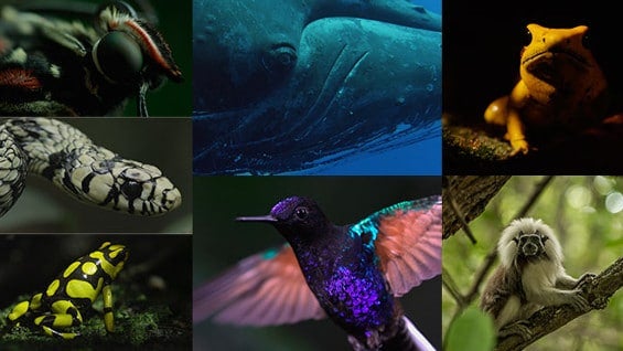 Foto: 'Colombia Magia Salvaje'.