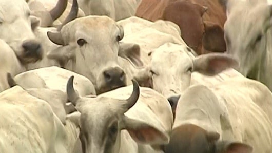 Las ganancias para las redes de contrabando son millonarias. Foto: NoticiasRCN.com