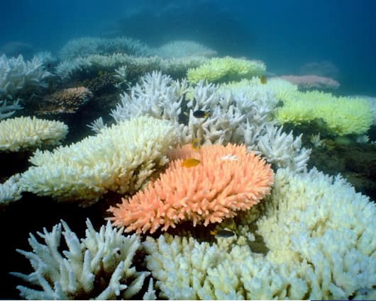 Las proteínas cnidarinas se halla en corales de las aguas de Australia. Foto: AFP