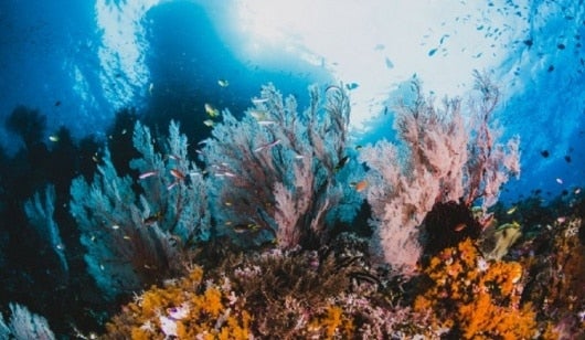 Foto:Corales. NoticiasRCN.com