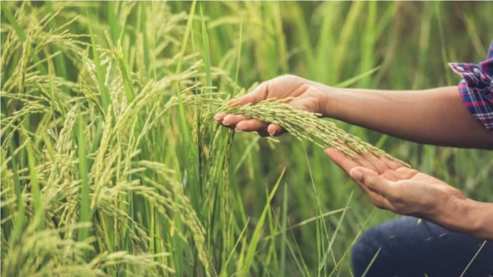 FOTO: Cosecha de arroz. NoticiasRCN.com