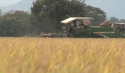 Los arroceros invierten 6 millones de pesos por hectárea.