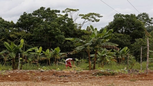 Foto: EFE En un antiguo campamento de las FARC cultivan piña