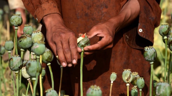 Cultivos de amapola en Afganistán. Foto: AFP