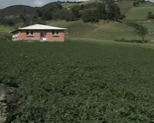 Según expertos el cultivo de alimentos sigue sin ser rentable para algunos campesinos. Foto: Noticias RCN