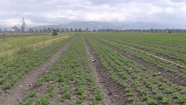 Los costos de varios insumos agrícolas hacen parte de los reclamos del Paro. Foto: Noticias RCN