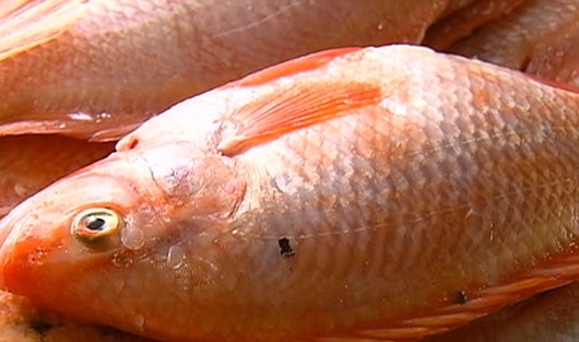 Intoxicación en Bogotá por consumo de pescado en mal estado. Foto: NoticiasRCN