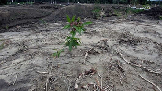 El año pasado, según el estudio, 732 municipios de los más de 1.000 que conforman el país, registraron al menos una hectárea deforestada. Foto: