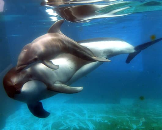 Al parecer los delfines desarrollaron este sistema para mantenerse en grupo. Foto: AFP