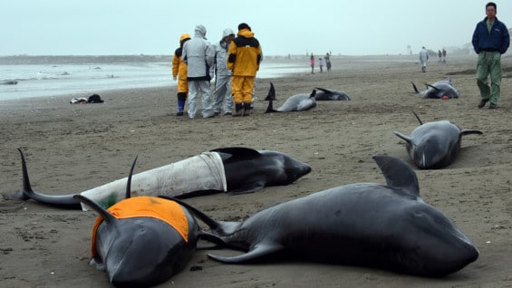 Algunos socorristas, con cubos de agua, intentaban evitar que su piel se secara. Foto: AFP