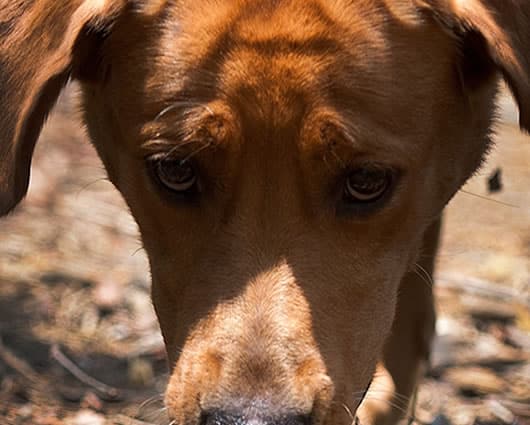 Hay alternativas para que las mascotas no sufran este tipo de situaciones.
