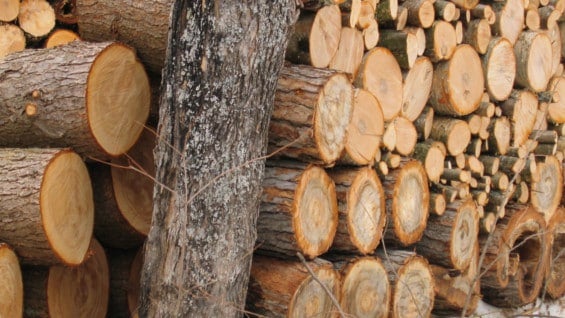 La FAO advierte que la superficie de bosques seguirá probablemente reduciéndose, en especial en los trópicos. Foto: FreeImages