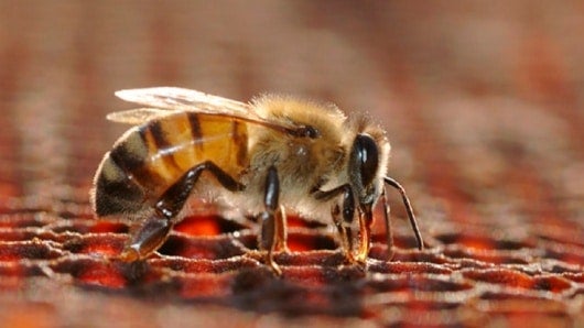 Apicultores alertan de la pérdida de cultivos por la falta de abejas