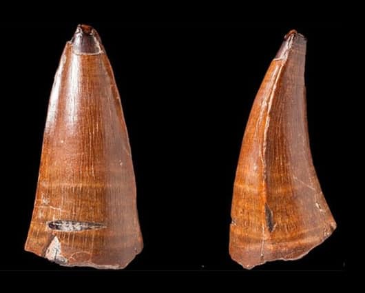 La pieza de 5,5 centímetros fue hallada en la playa Chesil del condado de Dorset. Foto: Mark Young