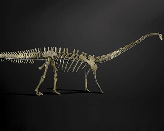 Misty tiene 150 millones de años. Foto: EFE