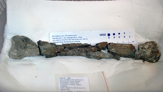 Según los investigadores, el dinosaurio era relativamente pequeño. Foto: AFP.