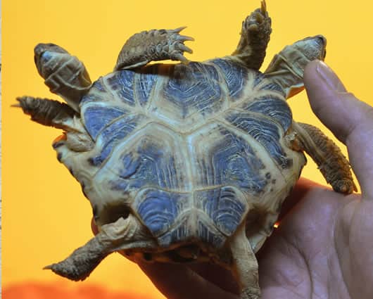 Las tortugas de dos cabezas rara vez sobreviven libres. Foto: AFP.