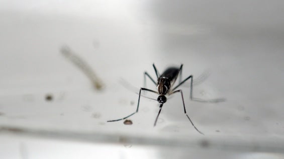 Mosquito Aedes Aegypti. Foto: AFP.