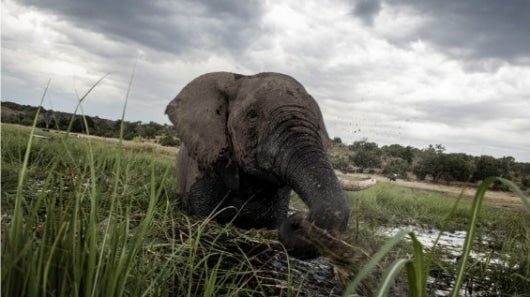 Elefante jugando en el río Chobe (Botsuana). Foto: AFP