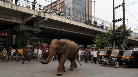 FOTO: Elefante se pasea por una calle en la India