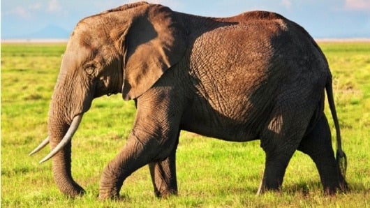 Elefante mata a un hombre que fotografiaba el cadáver de su cría