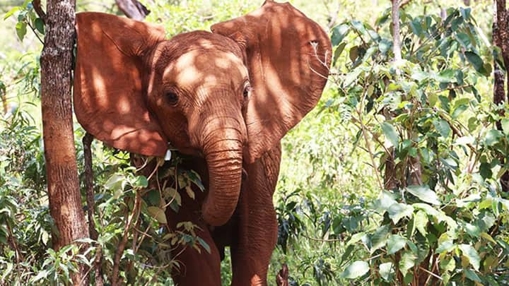 Las madres de las crías fueron asesinadas para servir al comercio ilegal de marfil. Foto: oficial
