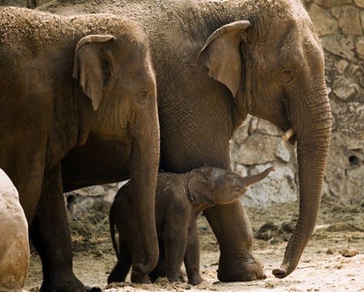 Cuando un elefante se inquieta, sus orejas se extienden a los lados. Foto: AFP
