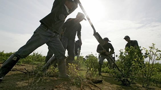 26 grupos de erradicadores trabajan por eliminar la mata de coca en todo el país. Foto: AFP