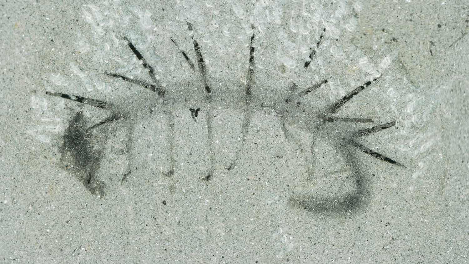 La especie, similar a los gusanos, proporciona nuevas pistas sobre la evolución de las tortugas. Foto:EFE