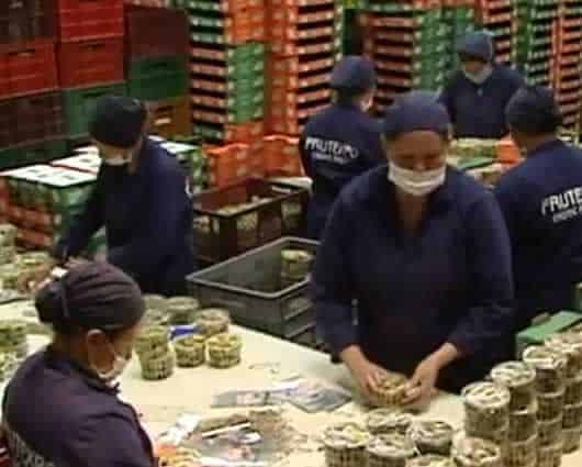 Frutas como la uchuva y la granadilla se posesionaron en Europa.