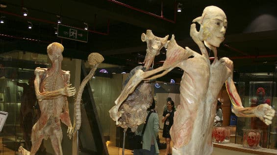 Los cadáveres están conservados mediante la técnica de plastinación. Foto EFE