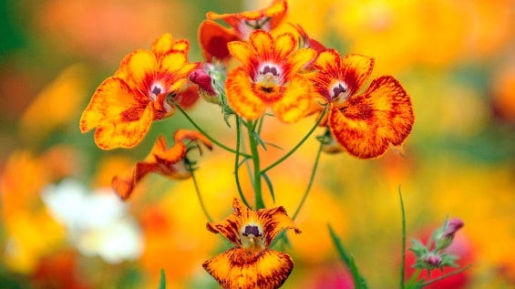 Decenas de personas dejaron flores al frente de la Tercera Brigada. Foto: @MariaFdaCabal