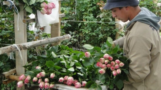 Foto: Asociación Colombiana de Exportadores de Flores.