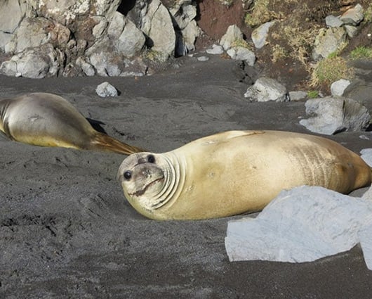 La mayoría de turistas llegan por barco, con tarifas que superan los 20.000 dólares. Foto: AFP