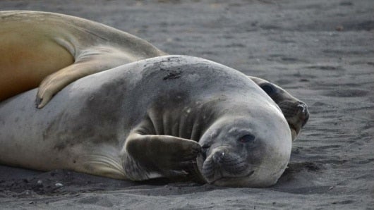 Las focas podrían ser imprevisibles y agresivas.
