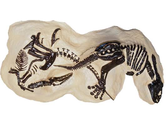 El fósil tiene una dimensión de 7,6 por 10,6 metros. Foto: oficial