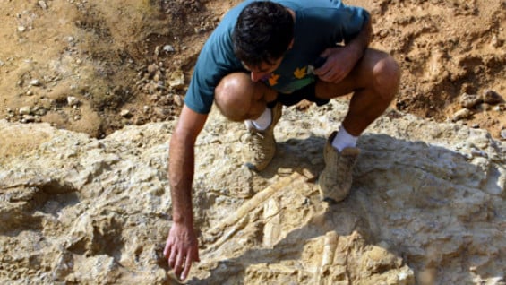 Los mamíferos se alimentaban de savia de los árboles. Foto: AFP.