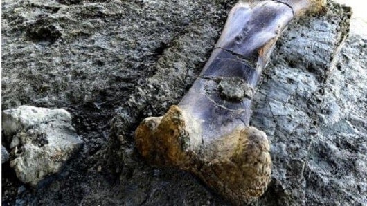 FOTO: Fósil encontrado