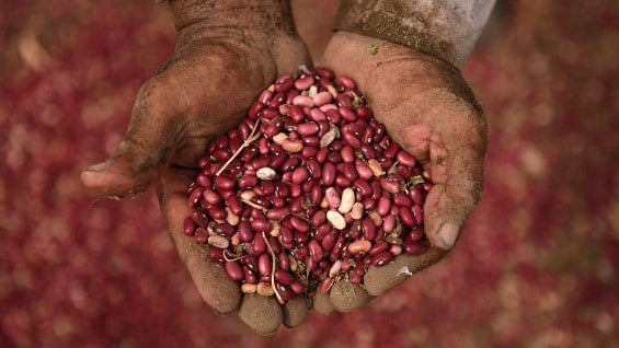 Las dos nuevas variedades de frijol tienen por nombre genérico "BIO-101" y "BIO-107