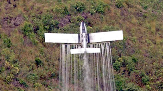 Los cultivos ilícitos son fumigados con glifosato. Foto: AFP.