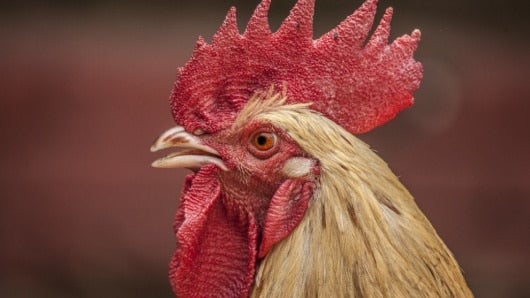 El animal vive en la isla de Oleron.