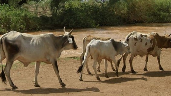 Las regiones más afectadas están en el norte, centro y sur del país. Foto: AFP.